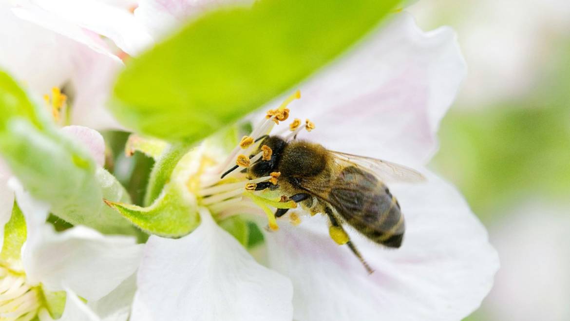 Pčele: Nezamenjivi čuvari naše planete